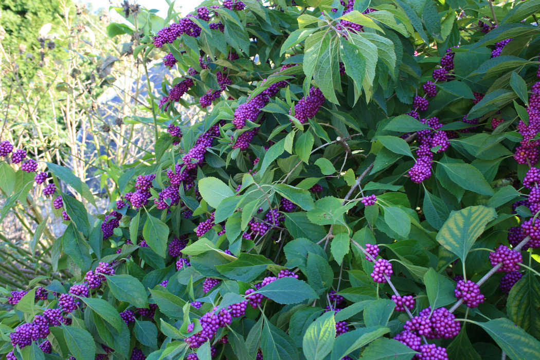 A plant with light green leaves and large clusters of purple berries.